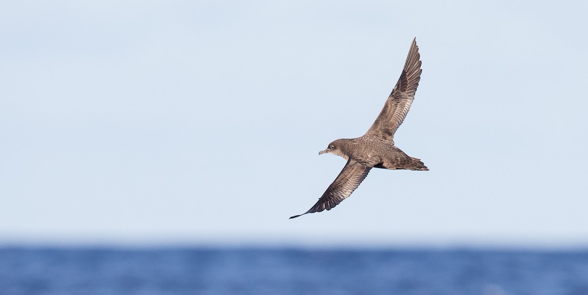 Berta grigia - ML204359211