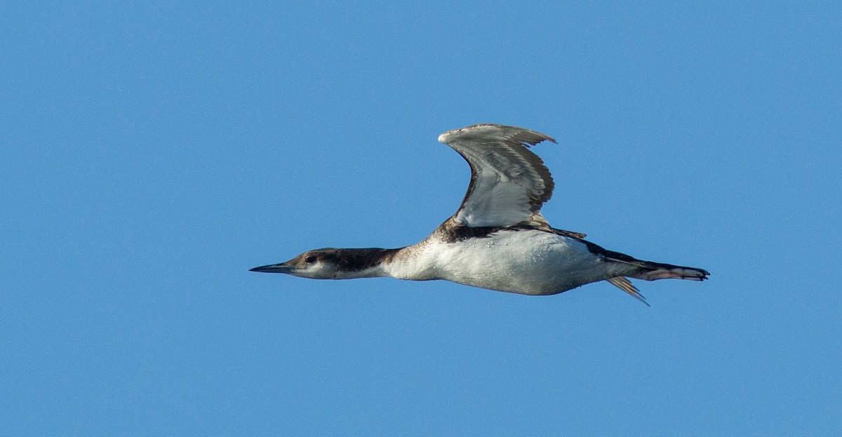 Strolaga mezzana - ML204359221