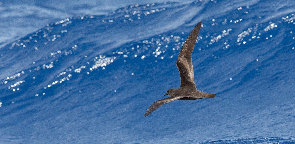 Berta di Bulwer - ML204359251