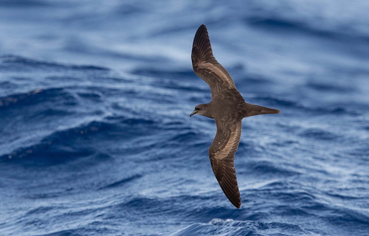 Berta di Bulwer - ML204359261