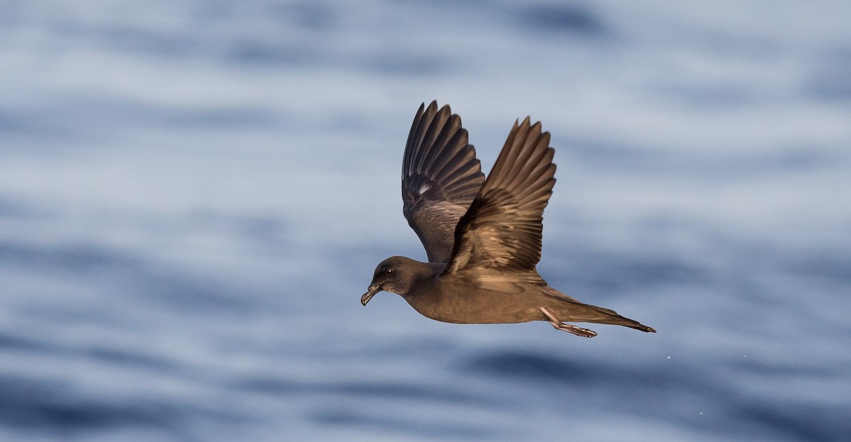 Berta di Bulwer - ML204359271