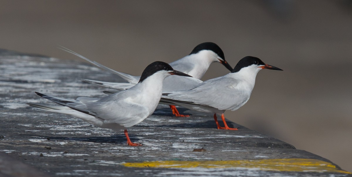 Sterna di Dougall - ML204359291