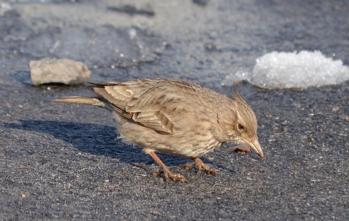 Crested Lark - ML204359511