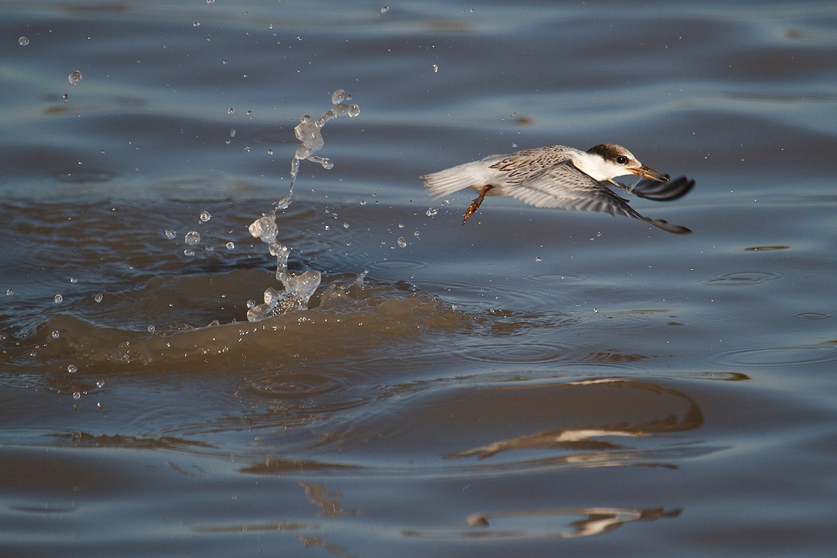 Photos - Little Tern - Sternula albifrons - Birds of the World