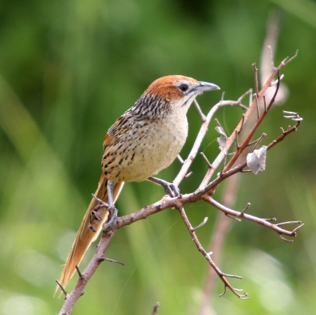 Cape Grassbird - ML204360391