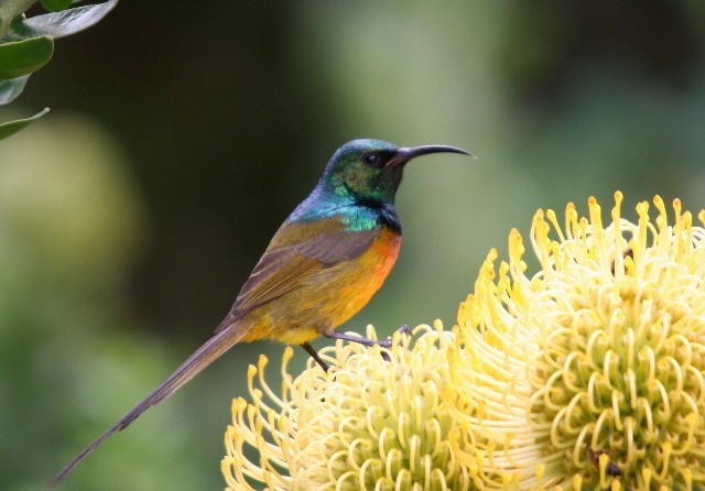 Orange-breasted Sunbird - ML204360441