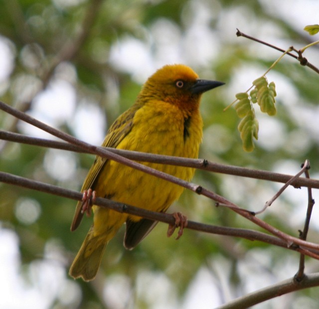 Cape Weaver - ML204360451