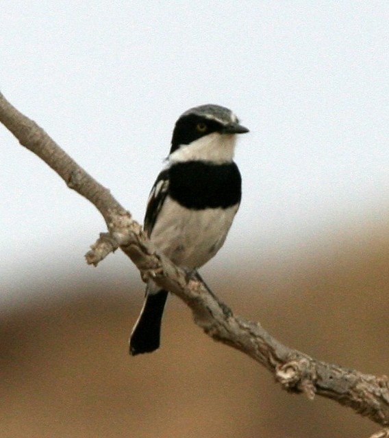 Pririt Batis - ML204360511