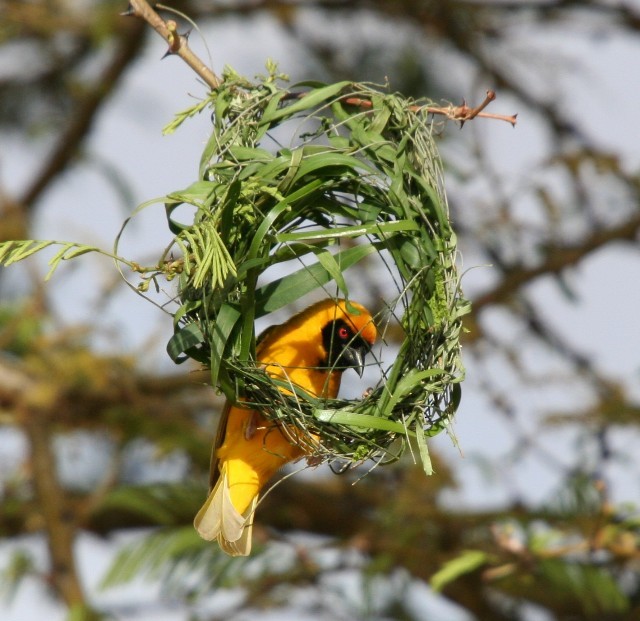 Southern Masked-Weaver - ML204360561