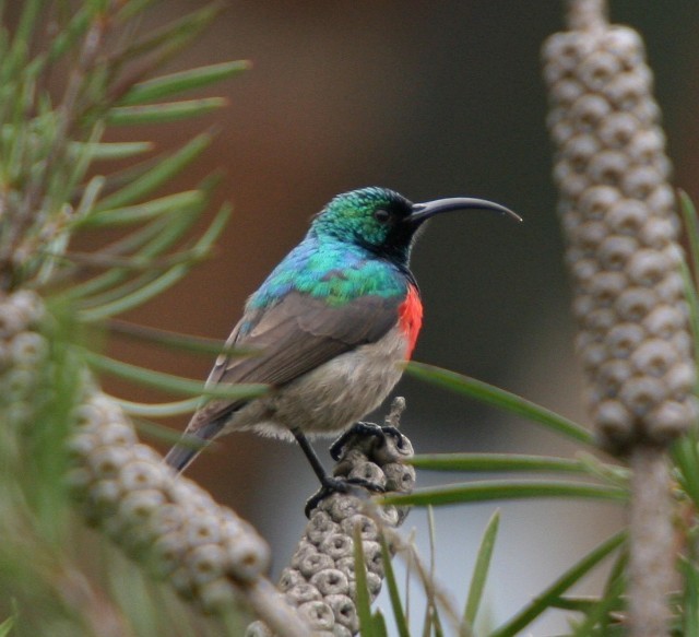 Greater Double-collared Sunbird - ML204360591