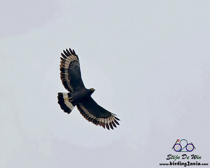 Mountain Serpent-Eagle - ML204360681
