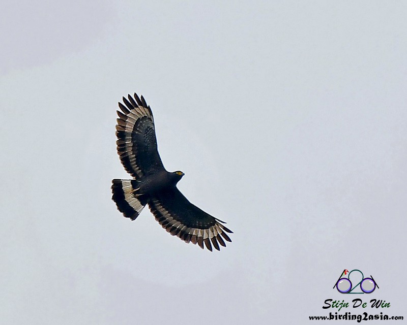 Mountain Serpent-Eagle - Stijn De Win