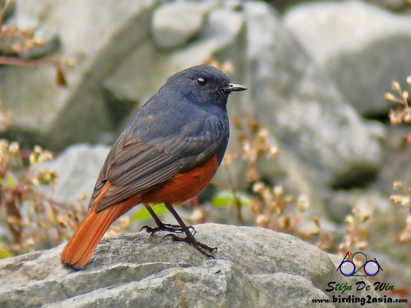 Luzon Redstart - ML204360751