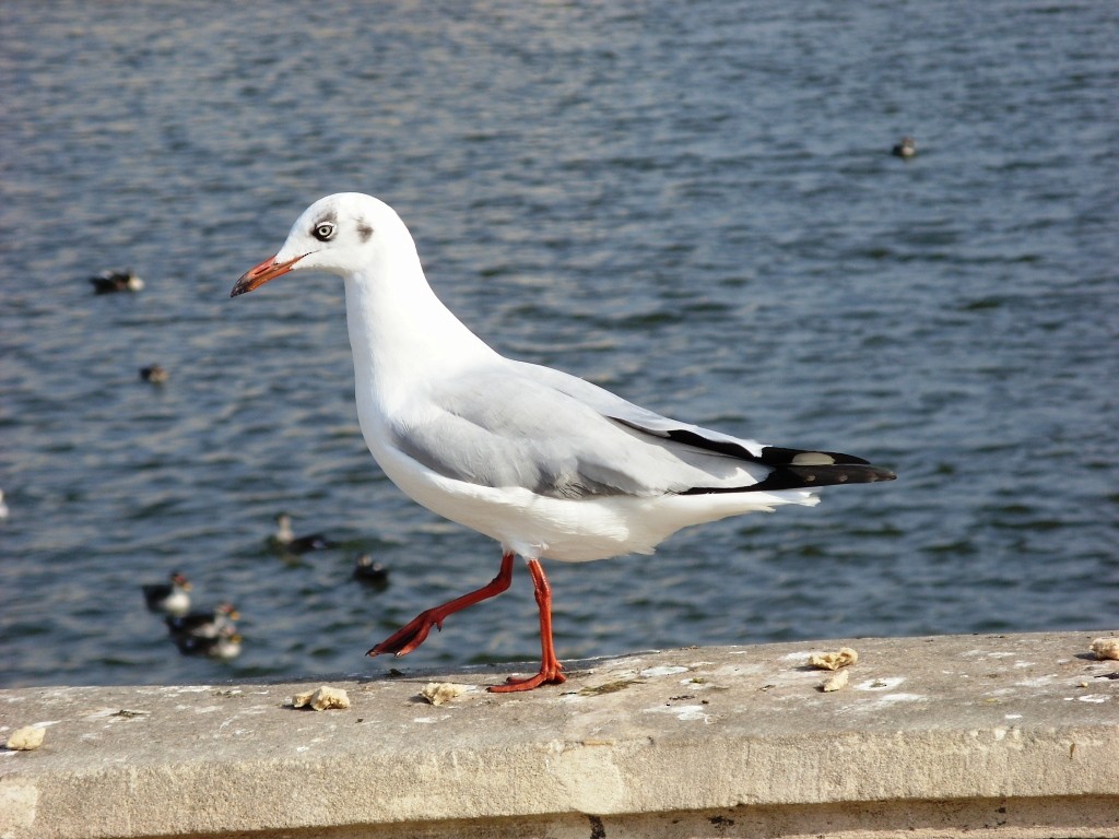 Brown-headed Gull - Shailesh Darji