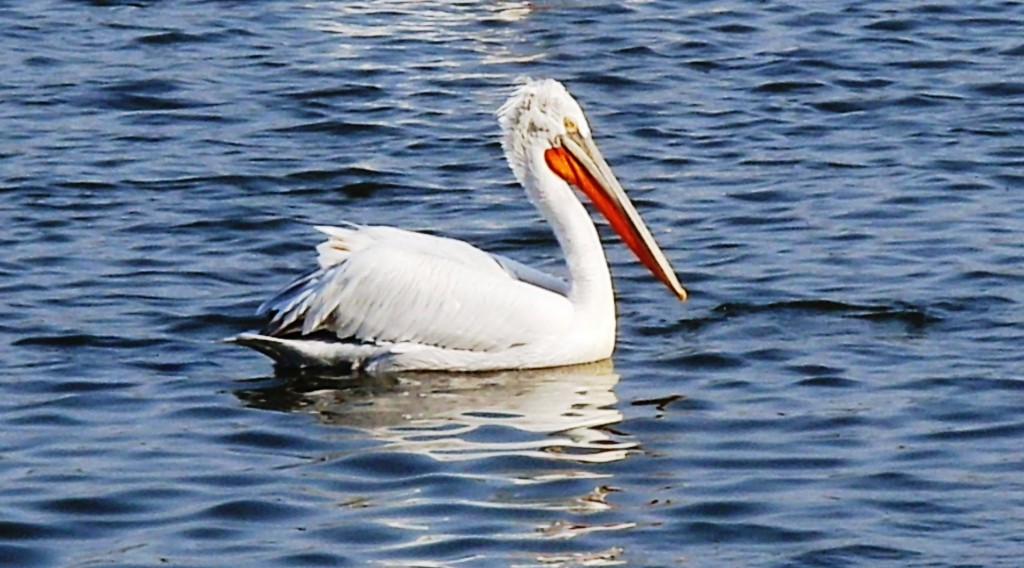 Dalmatian Pelican - ML204361131