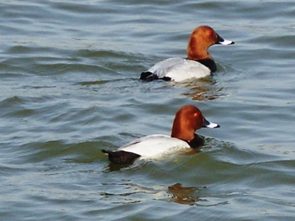 Common Pochard - Shailesh Darji