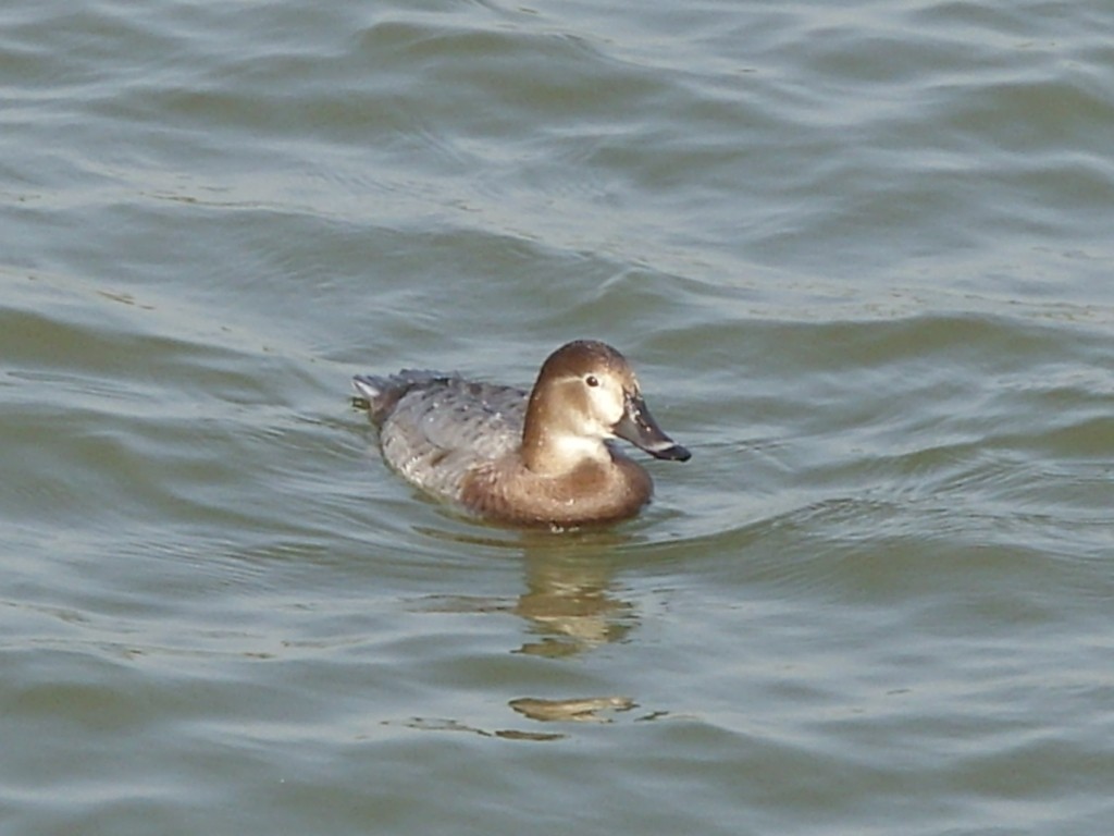 Common Pochard - ML204361171