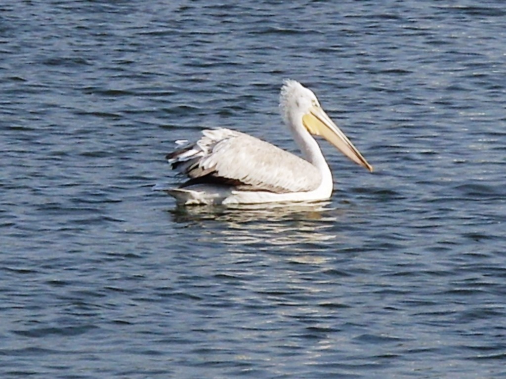 Dalmatian Pelican - Shailesh Darji