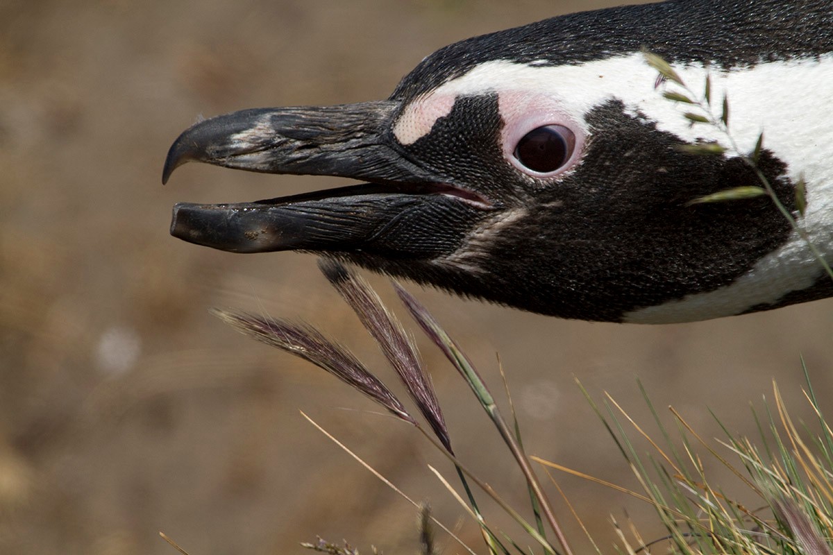 Magellanic Penguin - ML204361391