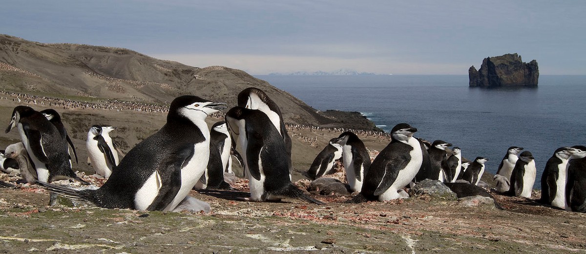 Антарктический пингвин - ML204361401