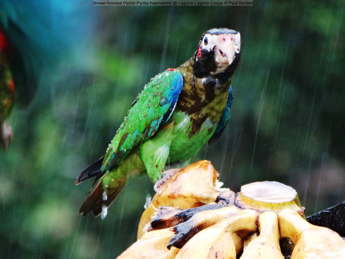 Brown-hooded Parrot - Paul Bartlett