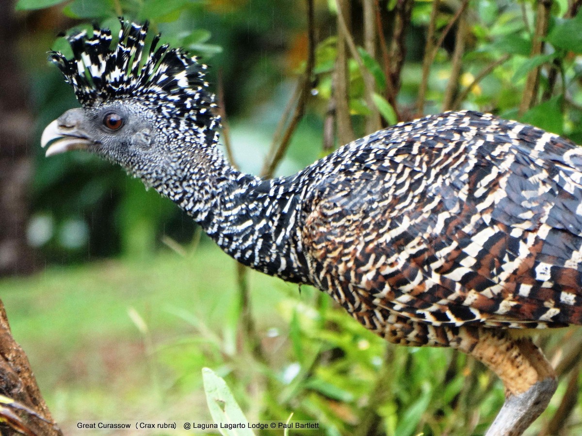 Great Curassow - ML204361551