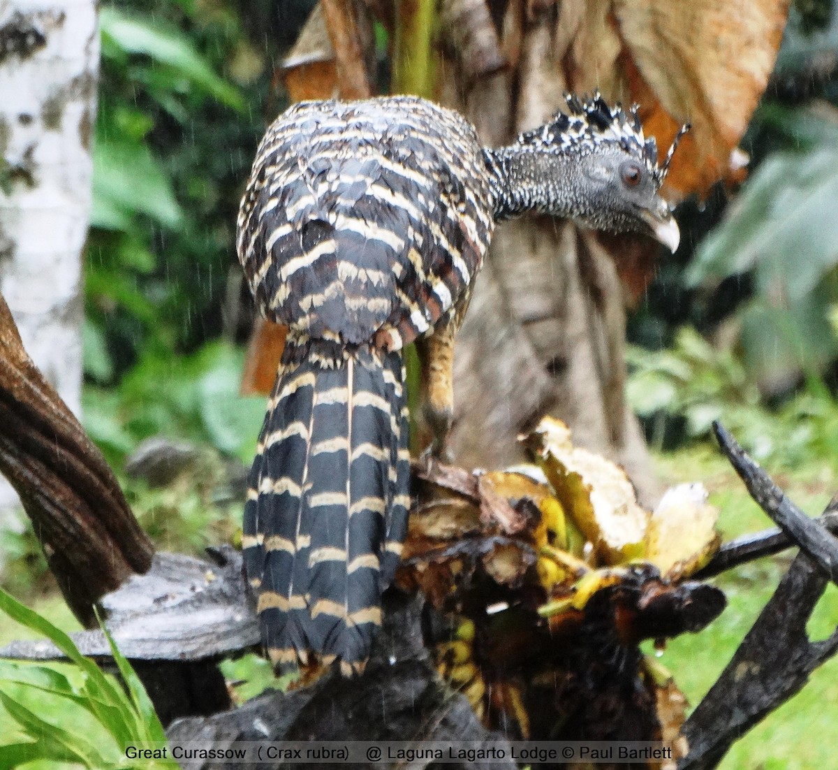 Great Curassow - ML204361561