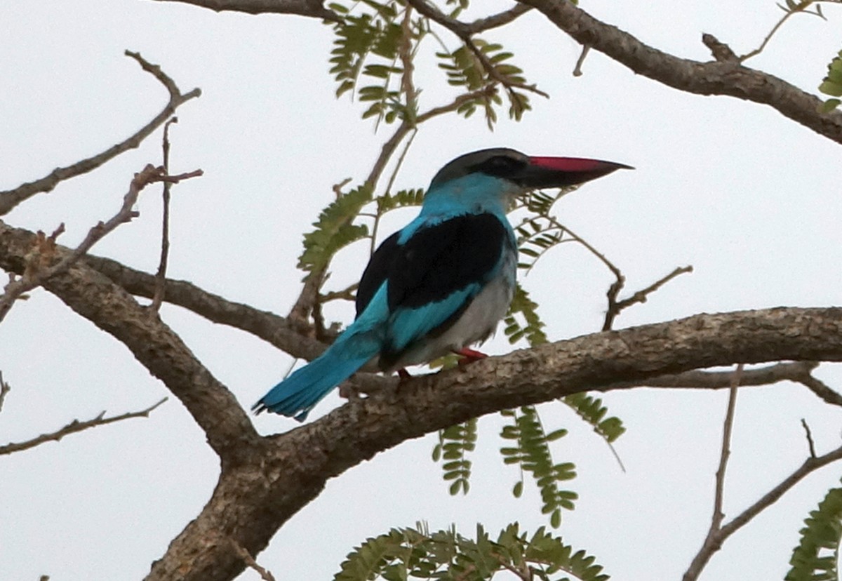 Blue-breasted Kingfisher - ML204361681