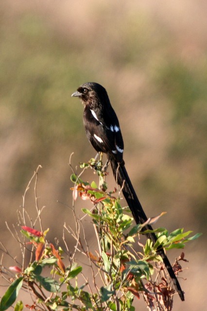 Magpie Shrike - ML204361971
