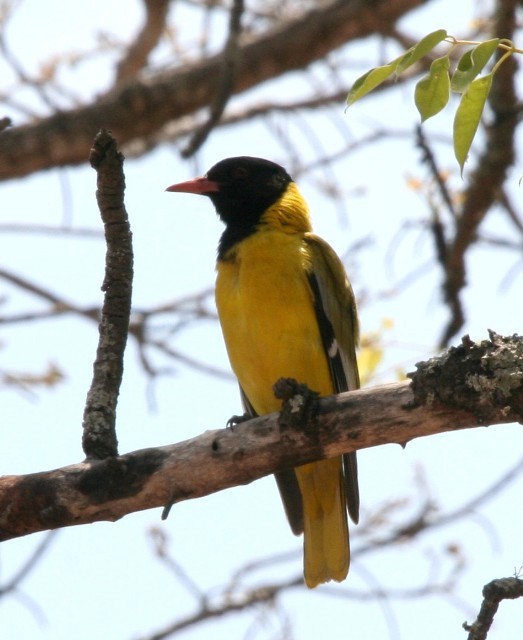 African Black-headed Oriole - Lindsay Hansch