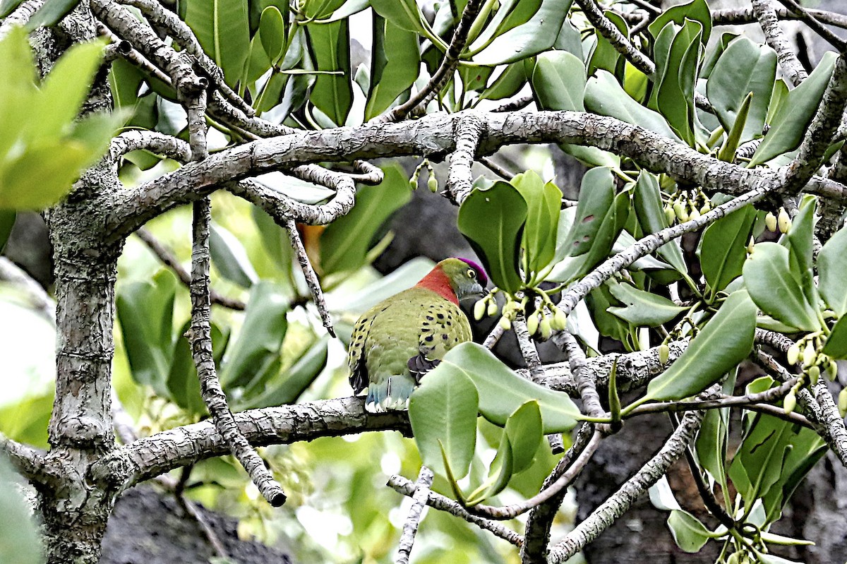 Superb Fruit-Dove (Eastern) - ML204362621