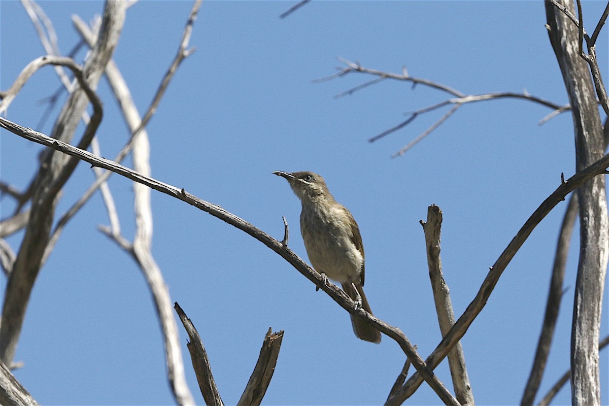 Kimberley Honeyeater - ML204362651