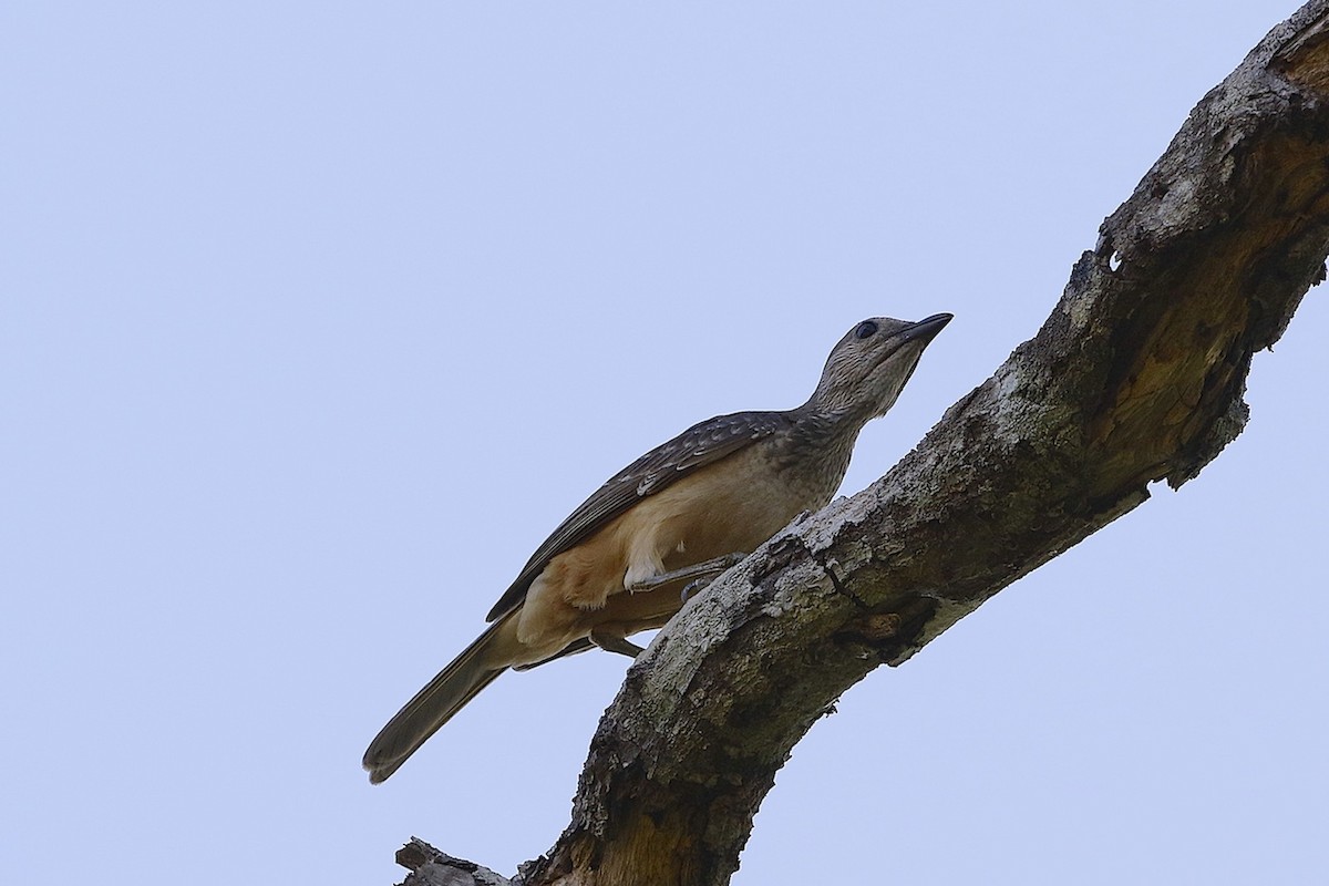 Fawn-breasted Bowerbird - ML204362781