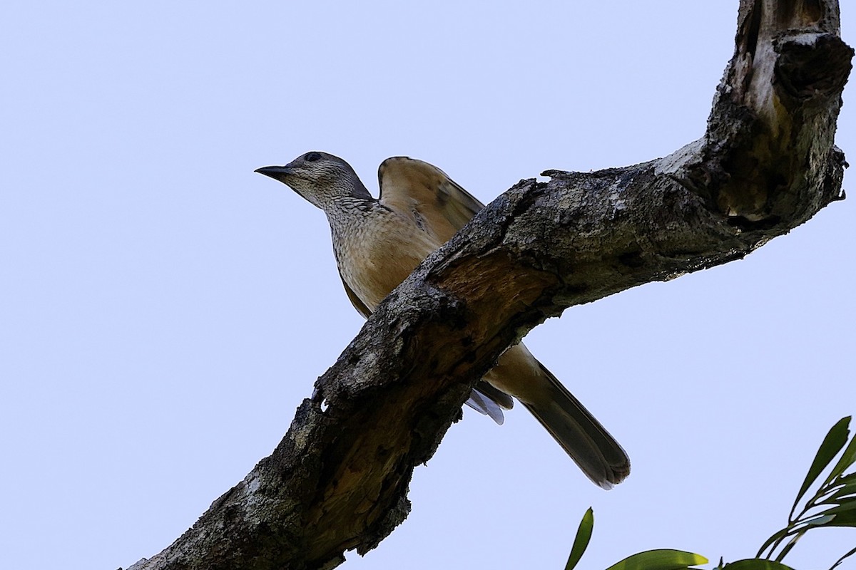 Fawn-breasted Bowerbird - ML204362791