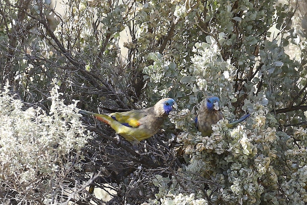 Naretha Bluebonnet - Jennifer Spry