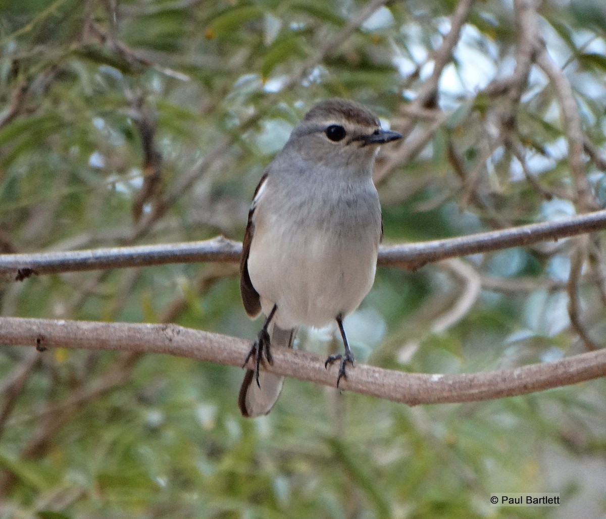 Madagascar Magpie-Robin (White-winged) - ML204363101