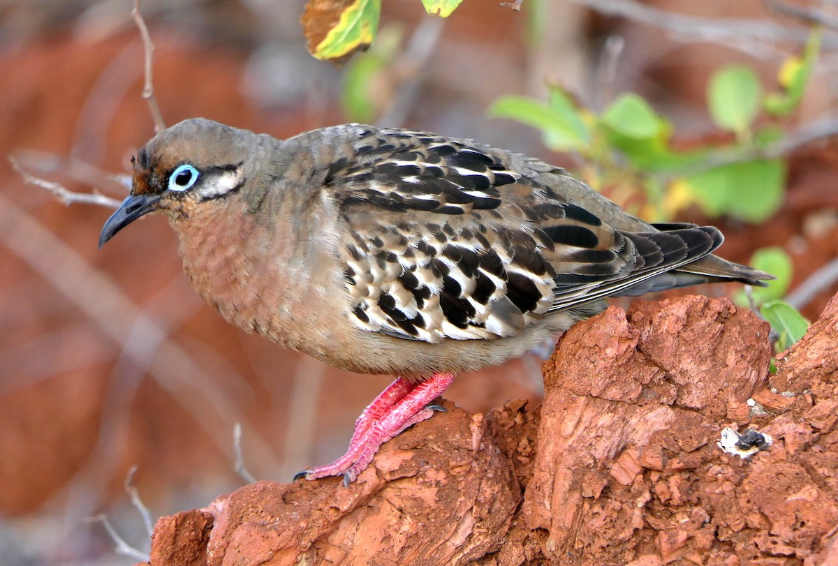 Galapagos Dove - ML204363411