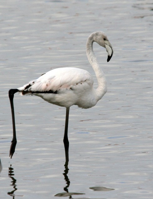 Greater Flamingo - Lindsay Hansch