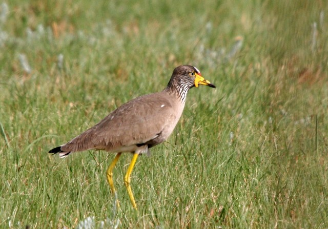 Wattled Lapwing - ML204363931