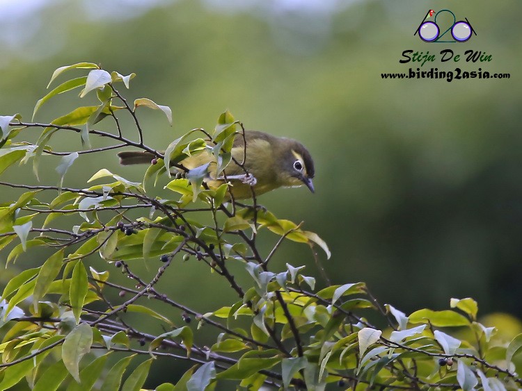 White-browed White-eye - Stijn De Win