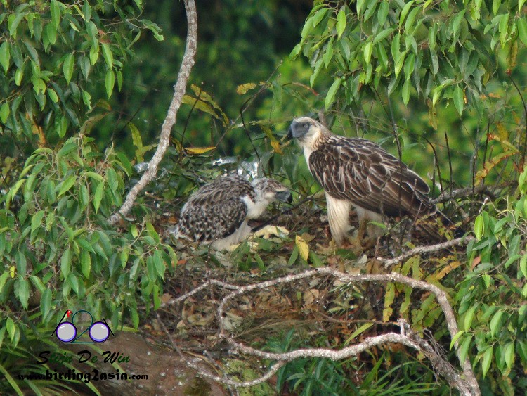 Philippine Eagle - ML204364381