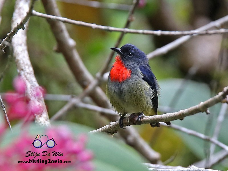 Black-sided Flowerpecker - ML204364401