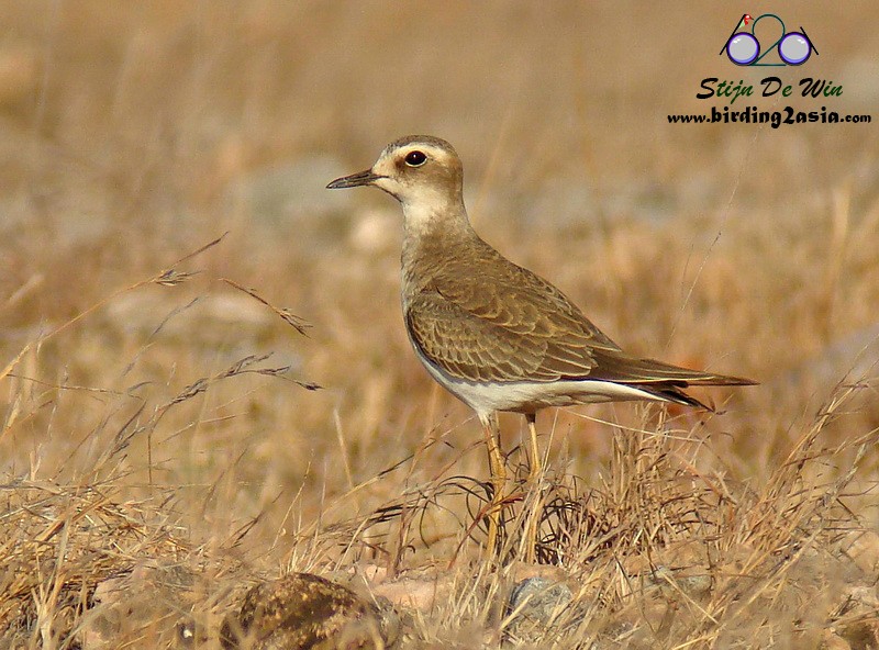 Oriental Plover - ML204364521