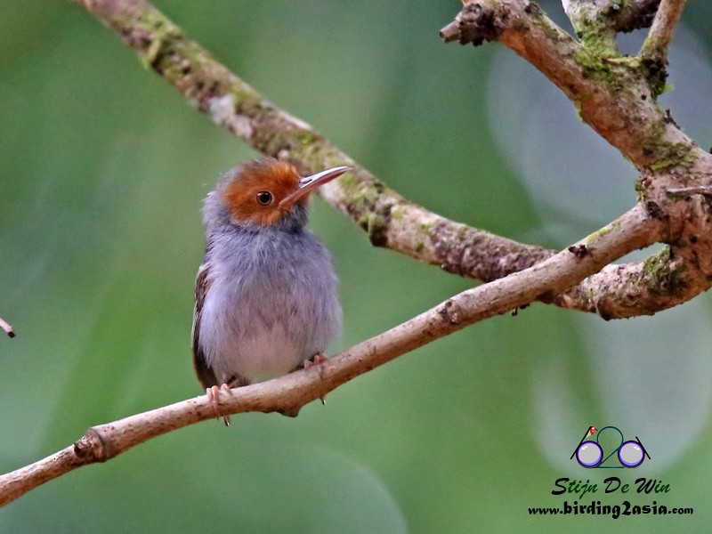 Ashy Tailorbird - ML204364541