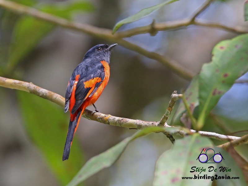 Gray-chinned Minivet (Gray-throated) - ML204364561