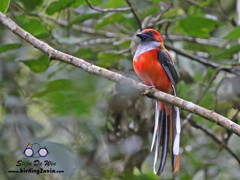 Whitehead's Trogon - ML204364621