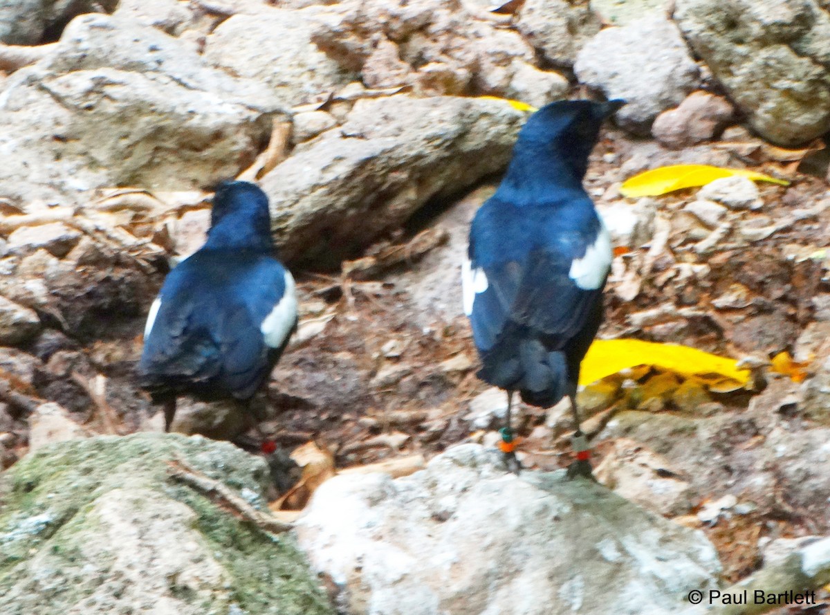 Seychelles Magpie-Robin - ML204364711