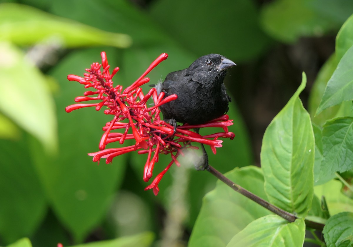 Common Cactus-Finch - ML204365051