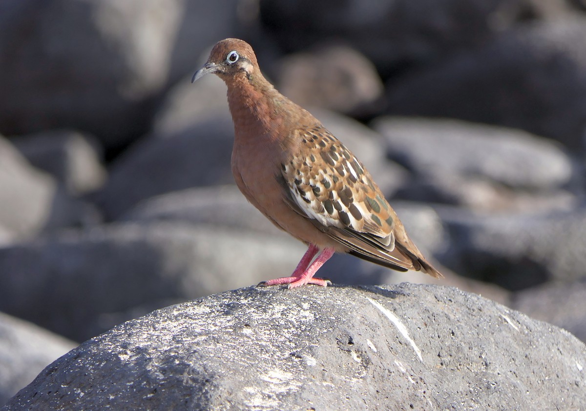 galapagosdue - ML204365151