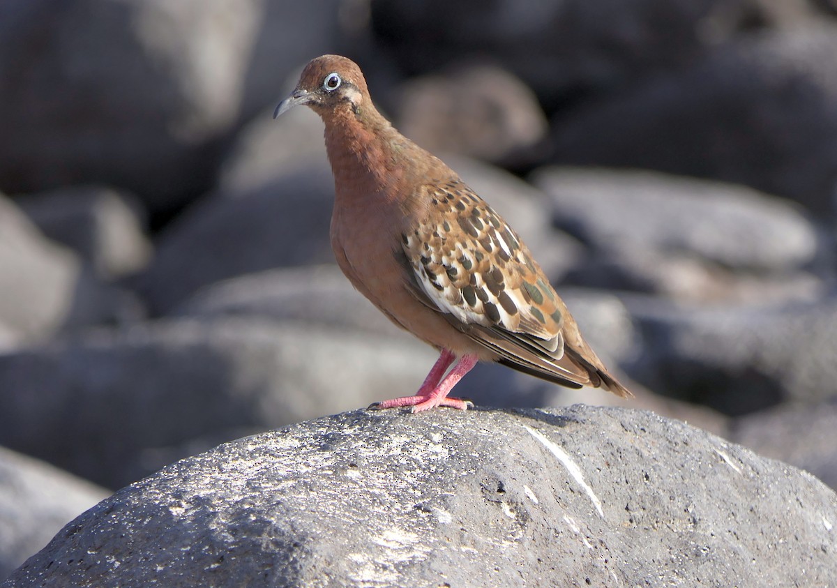 Galapagos Kumrusu - ML204365151